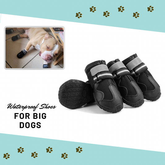 Shoes for Medium to Big Dogs
