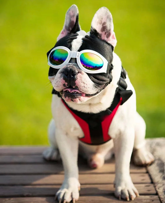 Dog Goggles with UV protection